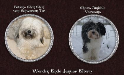 Tibet Terrier Welpen