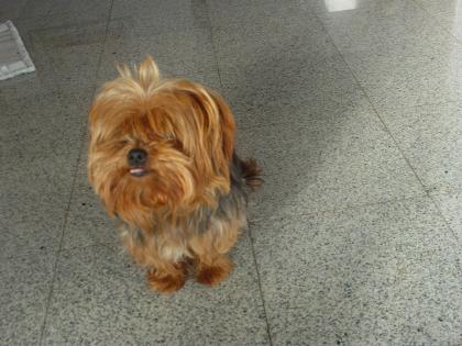 Verschmuster kleiner reinrassiger Yorkshireterrier-Rüde abzugeben