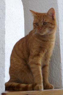 Roter Kater gesucht