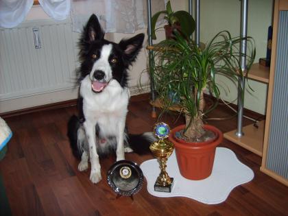 Border Collie Deckrüde