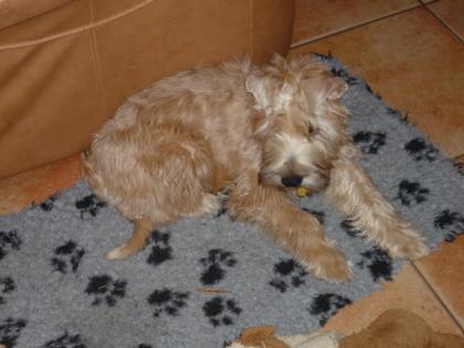 Irish Soft Coated Wheaten Terrier -  Welpen