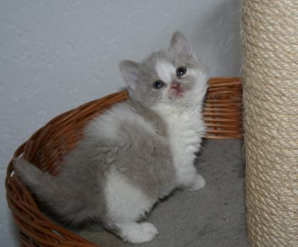 * Echte Selkirk Rex   Katzen, die mit dem Schäfchenfell, besondere Katzen für Be