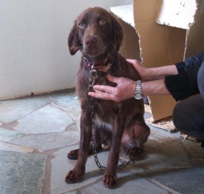 Brownie   sie muss einen besonders guten Schutzengel haben