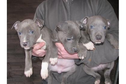 Wunderschöne American-Pitbull-Blue-Line-Welpen 