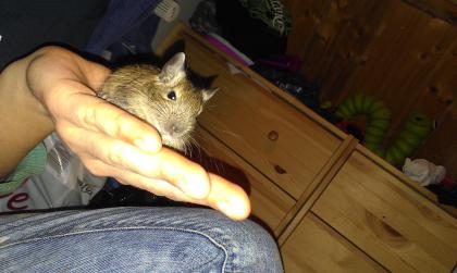 Degu babys