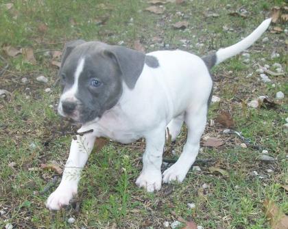 American Pitbull Terrier Welpen (Bully Type) 