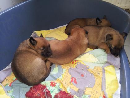 4 Süsse Malinois Welpen suchen ein neues Zuhause