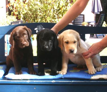 Tolle Labrador Welpen mit Papieren