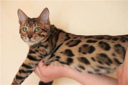 Bengalkatzen,Bengalkatze,Bengalkitten