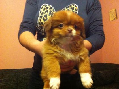 Kleine süße Königs Pekinese welpen  geboren am 4 Dezember