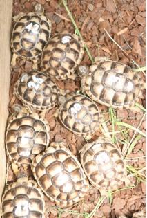 Griechische Breitrandschildkröten