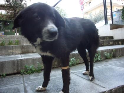 Danai-Sophie   Border Collie Mix-Dame: verschmust, verspielt und intelligent