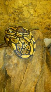 Königspythons Het Piebald / Het Albino 1,0 Yellow Belly