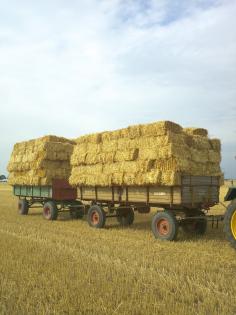 Heu und Stroh in kleinen Ballen zu verkaufen