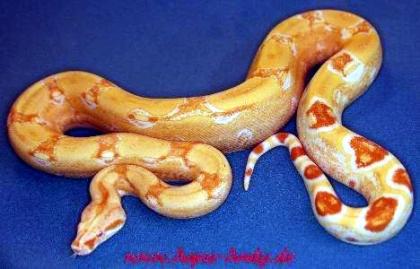 Boa constrictor albino sharp albino DNZ2021 und2021!!!