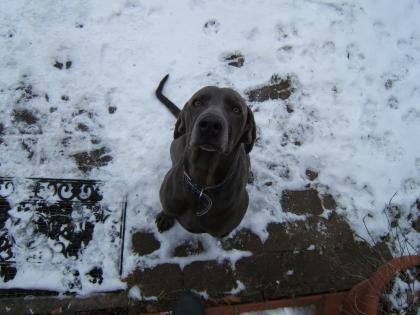 Weimaraner Rüde blau