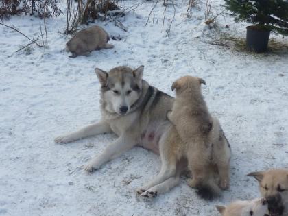 Süße Malamute Welpen, groß,kräftig, anhänglich suchen ein neues zu Hause