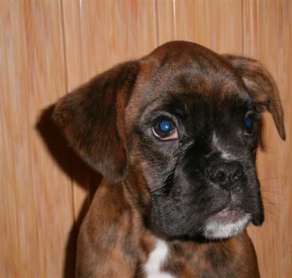 Boxer Welpen