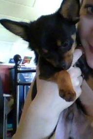 Chihuahua sucht nette Familie ! 