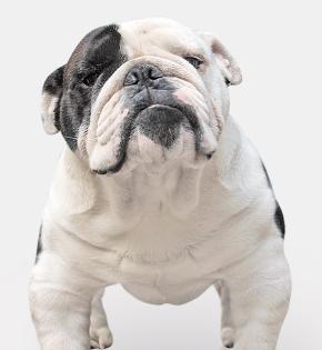 Hurra, unsere Englischen Bulldoggen dürfen bald mit Ihnen die Welt entdecken.. (