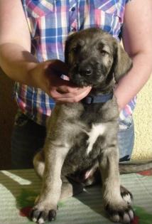 Irish Wolfhound / Irischer Wolfshund Welpen in sand- und weizenfarbend m.P.