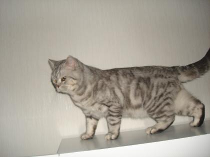 Kater / Deckkater / Scottish Fold / Scottish streit (BKH)