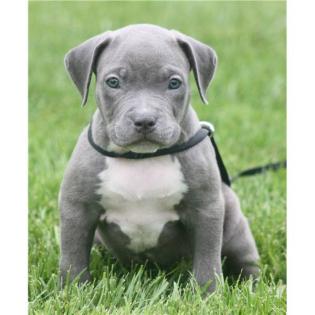  American Pitbull Terrier Welpen (Bully Type)