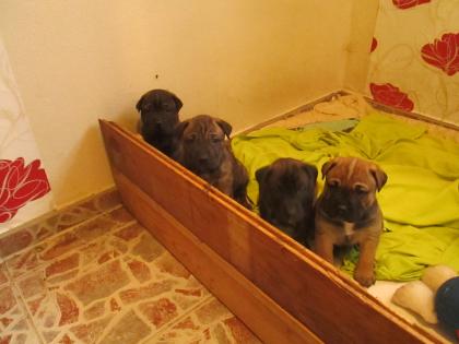 4 Cane Corso Mastino Mischlinge abzugeben