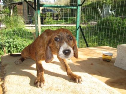 Johnny - schüchternes Hundekind möchte gerne auf einen starken Menschenarm