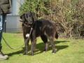 Mayla, mögl. Flat Coated Labrador-Groenendael)-Mischling, weiblich, geb. ca. 2/2