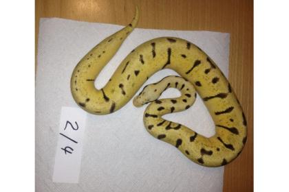 Verkaufe BumbleeBee, Piebald, Pinstripe, HC Albino ENZ2021