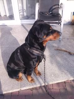 Dobermann-Rottweiler Mischling sucht neues Zuhause!