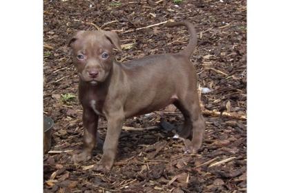 Rednose Pitbull Welpen 