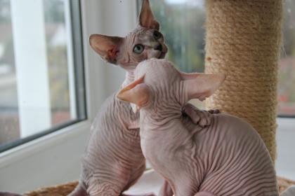 Süße reinrassige sphynx Kätzchen sucht neue Heimat