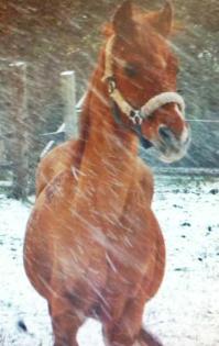 Deutsches Reitpony sucht Reitbeteiligung in Jülich