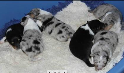 Sheltiewelpen aus 2 Würfen (zobel/tricolour + tricolour/blue-merle) (VDH) of Bur
