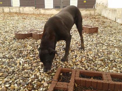 Schwarzer Labrador-Mix