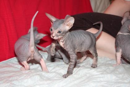 Don Sphynx Kitten mit Stammbäumen