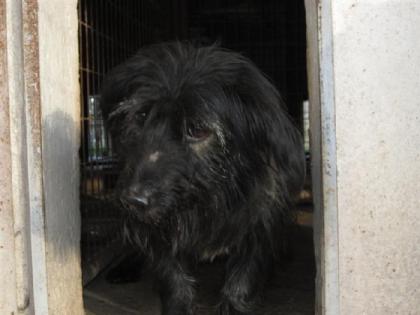 Blacky   eine der 12 Hundeseelen. Er ist ein kleiner Clown   von der Welt kennt 