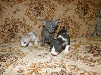 SELTEN Exclusive, reinrassige Cornish Rex Babys Kitten - CHOCOLATE BLUE BLACK/WH