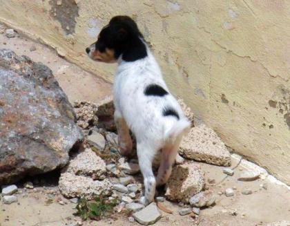 Lola sucht ein schönes Zuhause