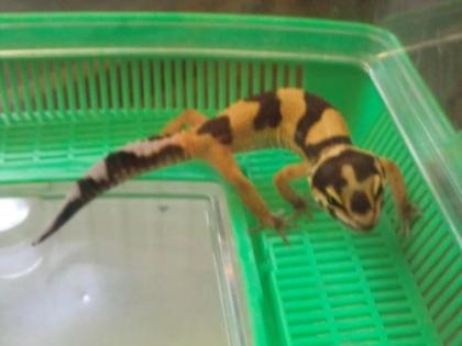 Leopardgecko NZ2021