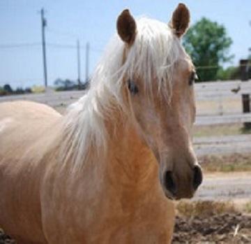 Palonino Gelding