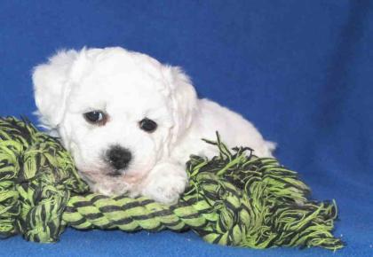 Bichon Frise Welpen abzugeben