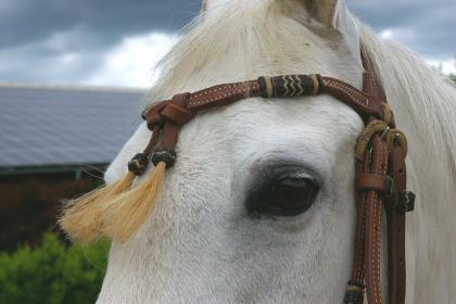 Westernstall hat Boxen frei