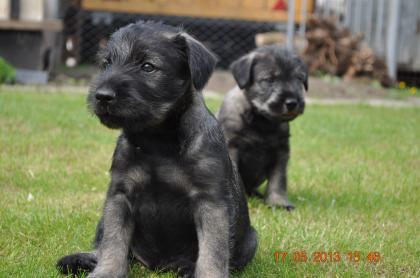 Mittelschnauzerwelpen schw.Pfeffer/Salz
