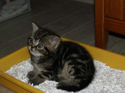 Britisch Kurzhaar Golden-Tabby Babys