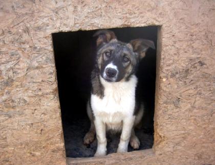 Jeremy - schüchterner Hundejunge wartet auf  seine  Menschen