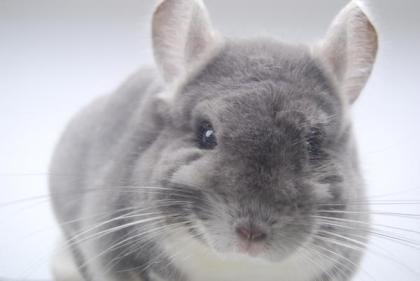 Chinchilla Afro Violett Bock dt. Nachzucht