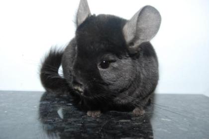 Chinchilla, DT. Nachzucht